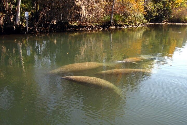 Explore Crystal River National Wildlife Refuge: A Manatee and Birdwatching Boat Adventure photo 5