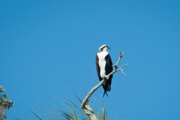Explore Crystal River National Wildlife Refuge: A Manatee and Birdwatching Boat Adventure photo 4