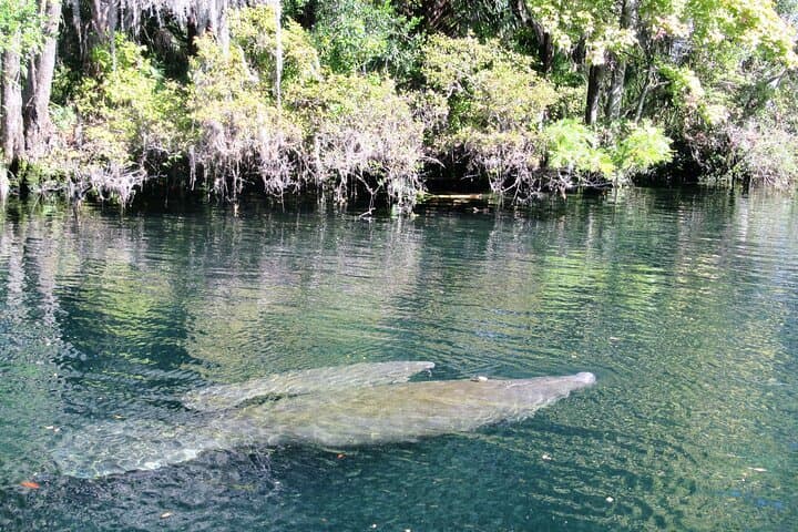 Explore Crystal River National Wildlife Refuge: A Manatee and Birdwatching Boat Adventure photo 6