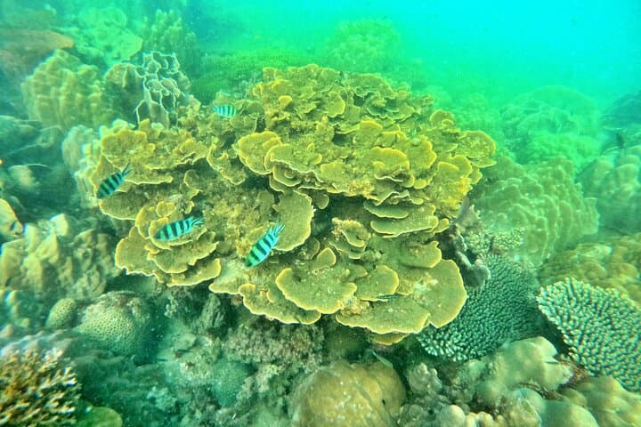 Try Scuba Diving in Phu Quoc: Beginner Try Dive Experience photo 6
