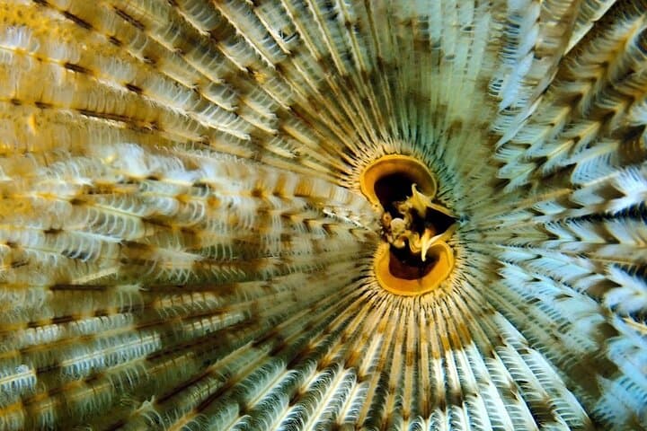 Scuba Diving the An Thoi Islands — Phu Quoc Certified Day Dives photo 3