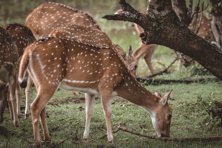 Yala National Park Day Safari from Colombo — Leopard & Elephant Jeep Tour photo 2