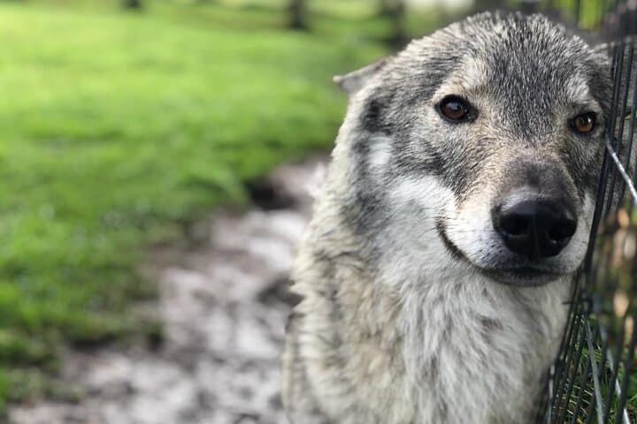 Tsitsikamma Wolf Sanctuary Guided Tour — Ethical Wolf Encounters on the Garden Route