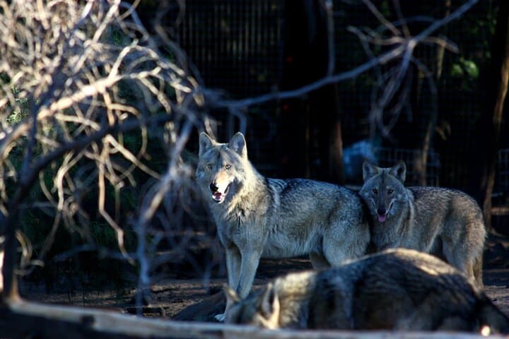 Tsitsikamma Wolf Sanctuary Guided Tour — Ethical Wolf Encounters on the Garden Route photo 2