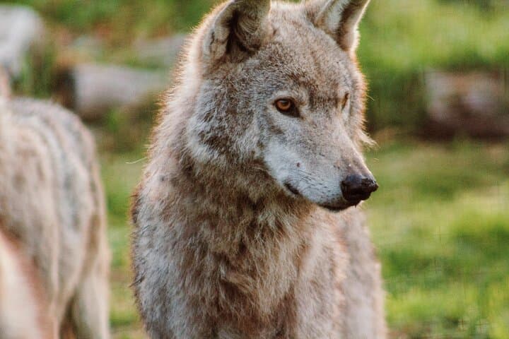 Tsitsikamma Wolf Sanctuary Guided Tour — Ethical Wolf Encounters on the Garden Route photo 3