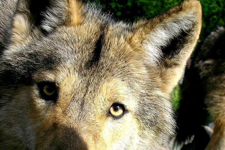Tsitsikamma Wolf Sanctuary Guided Tour — Ethical Wolf Encounters on the Garden Route photo 4