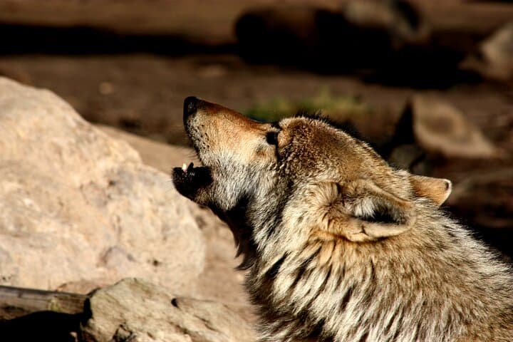 Tsitsikamma Wolf Sanctuary Guided Tour — Ethical Wolf Encounters on the Garden Route photo 5