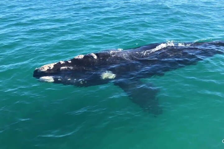 Gansbaai Shark Cage Diving and Whale Watching: Combo Marine Adventure