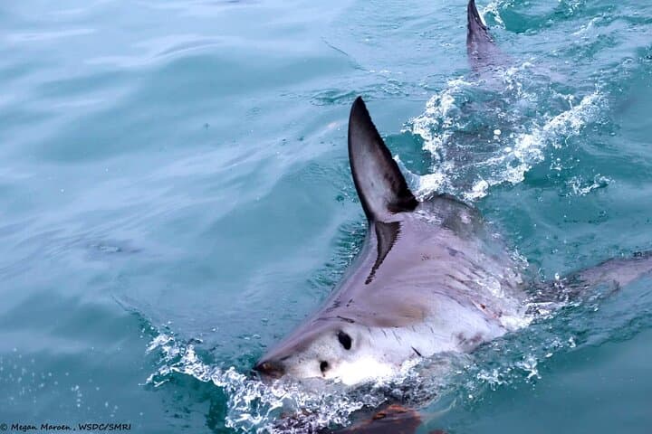 Gansbaai Shark Cage Diving and Whale Watching: Combo Marine Adventure photo 2