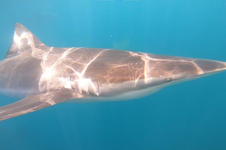 Gansbaai Shark Cage Diving and Whale Watching: Combo Marine Adventure photo 3