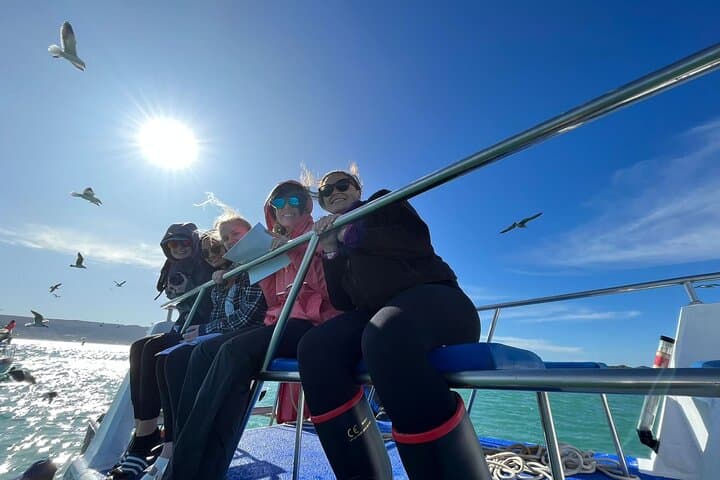 Gansbaai Shark Cage Diving and Whale Watching: Combo Marine Adventure photo 5