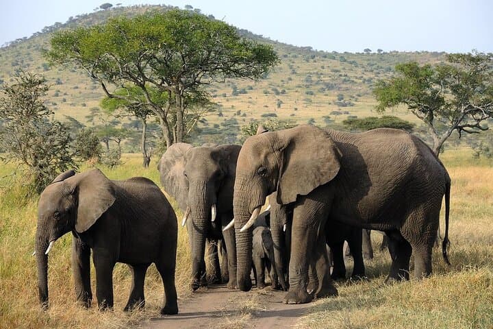 4-Day Private Camping Safari: Tarangire, Serengeti & Ngorongoro photo 2