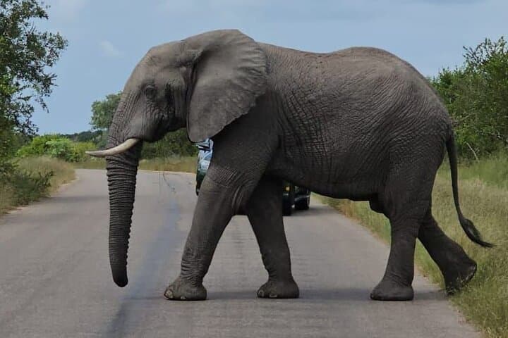 Full-Day Kruger National Park Safari: Big Five Game Drive from Mpumalanga photo 6