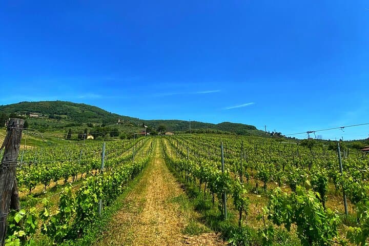 Valle del Sole Winery Tour: 6-Wine Tasting & Olive Oil Experience near Lucca photo 2