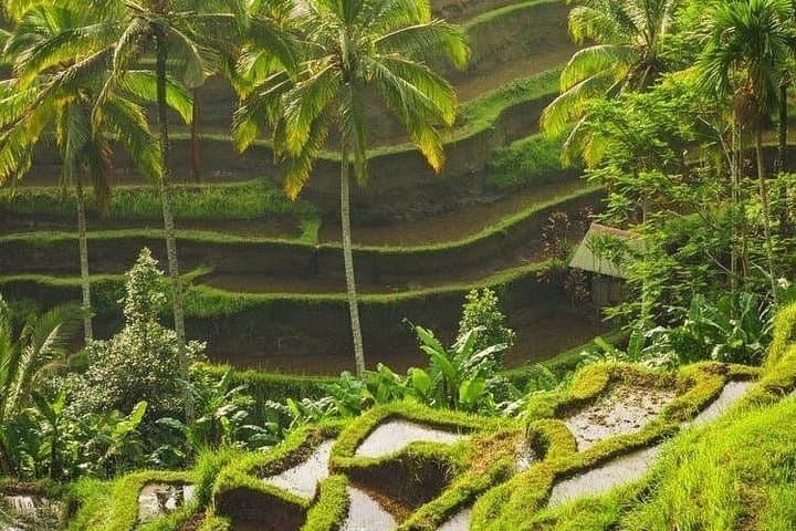 Full-Day Ubud Cultural & Nature Tour — Tibumana Waterfall, Tirta Empul & Tegalalang