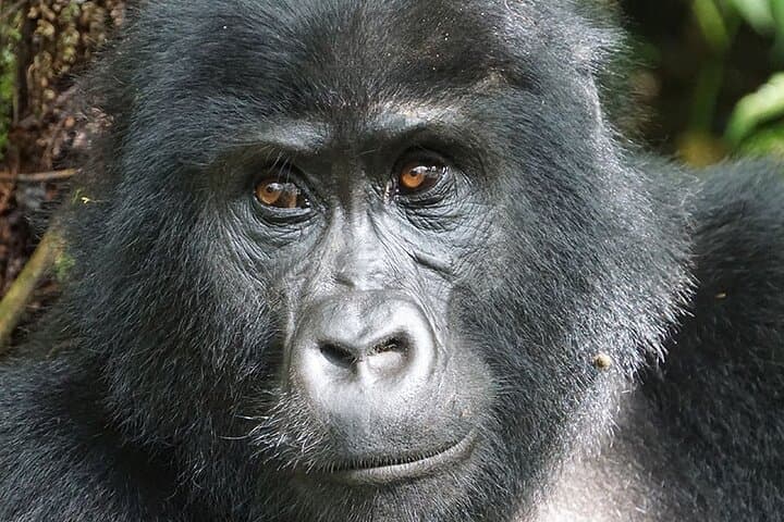 10-Day Uganda Primates & Big Five Safari — Gorilla Trekking, Chimp Trails and Game Drives photo 2