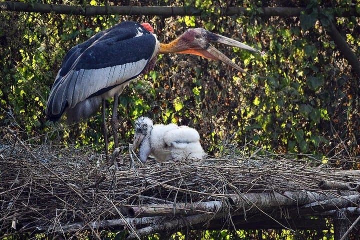 Prek Toal Bird Sanctuary Day Trip from Siem Reap — Tonle Sap Birding Cruise