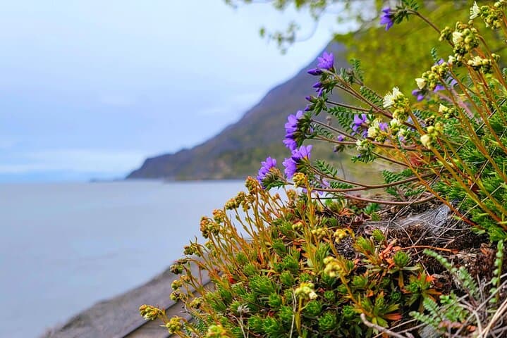 Exploring Port Whittier: Alaska’s Wild Gateway to Glaciers and Wildlife photo 5