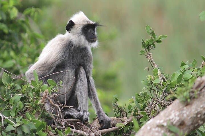 Full-Day Yala National Park Safari From Negombo: Leopard, Elephants & Birdlife photo 2
