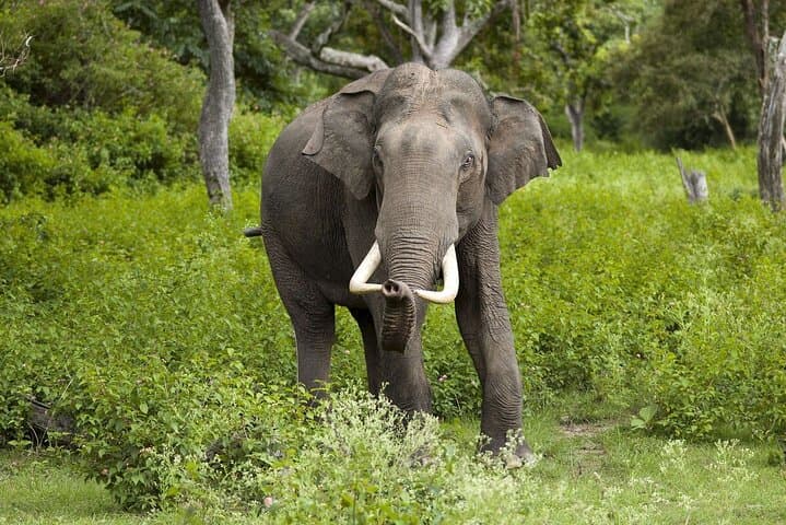 Full-Day Yala National Park Safari From Negombo: Leopard, Elephants & Birdlife photo 3