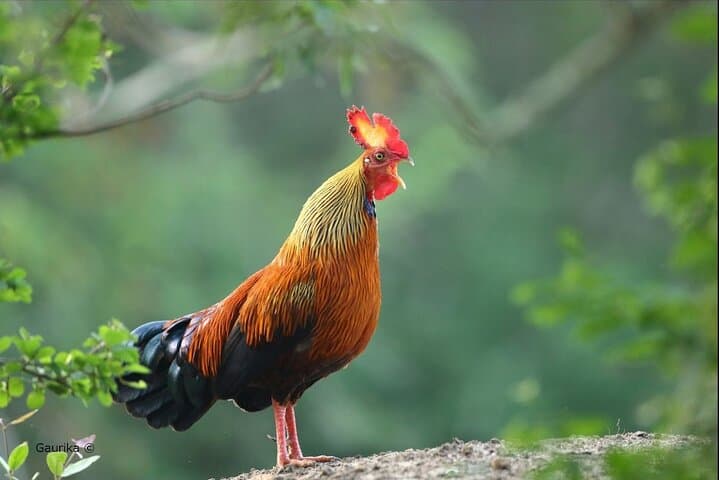 Full-Day Yala National Park Safari From Negombo: Leopard, Elephants & Birdlife photo 1