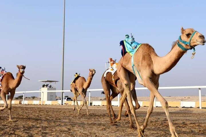 West Qatar Desert Tour: Mushroom Rocks, Camel Racing & Richard Serra Sculptures photo 4