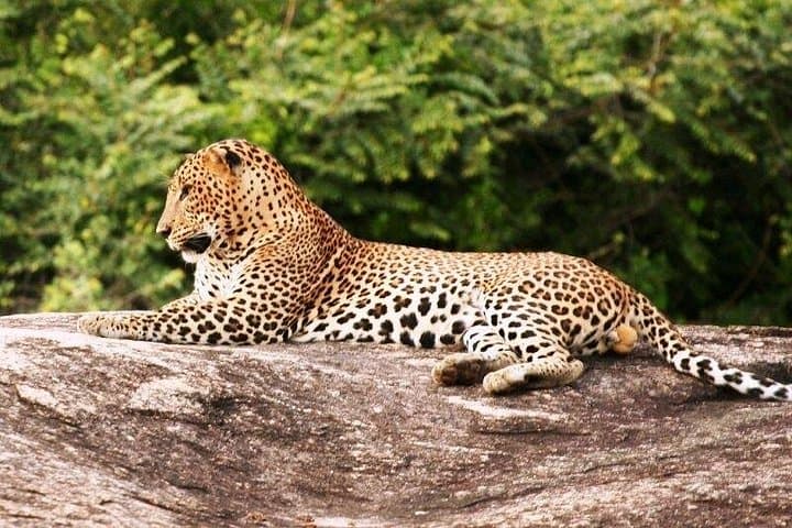Yala National Park Jeep Safari from Galle — Day Trip Wildlife Adventure photo 4
