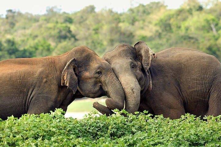 Exploring Sri Lanka's Kalawewa National Park: A Guided 4WD Safari Through Ancient Tanks and Tusker Elephants photo 5
