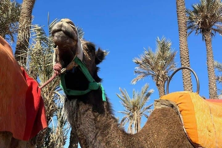 Palmeraie Marrakech Quad Ride: Guided 2-Hour Off‑Road Adventure photo 5