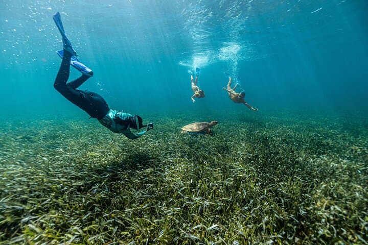 5-in-1 Cancun Snorkeling Tour: Swim with Turtles, Explore MUSA, a Shipwreck & Cenote photo 3