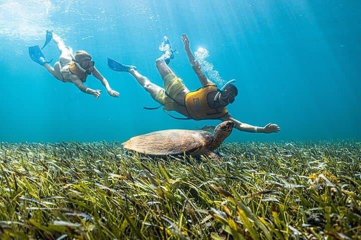 5-in-1 Cancun Snorkeling Tour: Swim with Turtles, Explore MUSA, a Shipwreck & Cenote