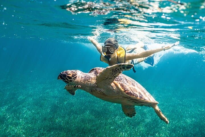 Puerto Morelos Snorkeling with Turtles and Stingrays: Reef Tour Guide