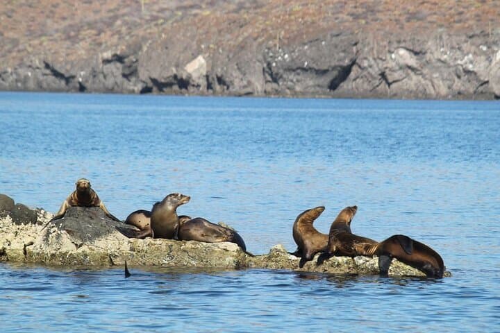 Balandra Beach Snorkeling & Sea Lion Tour from La Paz photo 3