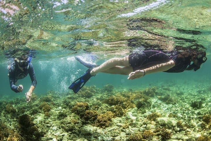 Balandra Beach Snorkeling & Sea Lion Tour from La Paz photo 6