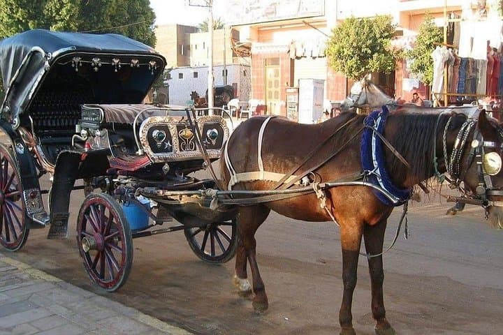 Evening Horse Carriage Ride and Walking Tour of Cairo's Riverfront photo 3