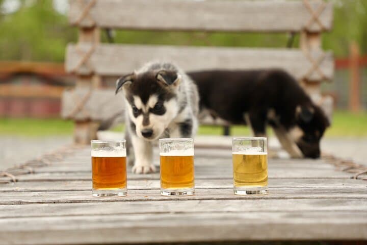 Fairbanks Beer and Puppies: 90-Minute Mushing Kennel Visit with Local Brews photo 2
