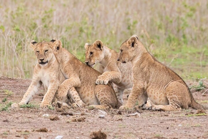 Early Morning Nairobi National Park Safari and Giraffe Centre Tour: A Wildlife Experience on Nairobi's Doorstep