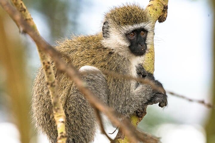Early Morning Nairobi National Park Safari and Giraffe Centre Tour: A Wildlife Experience on Nairobi's Doorstep photo 3