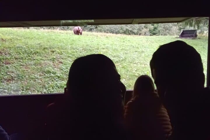 Transylvania Brown Bear Hide Experience from Brașov photo 3