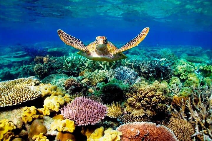 Ras Mohammed National Park Day Trip from Sharm El Sheikh | Snorkel the Red Sea photo 5