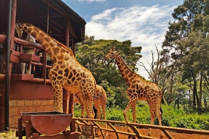 Nairobi City Tour: National Museum, KICC Views & Giraffe Centre photo 4