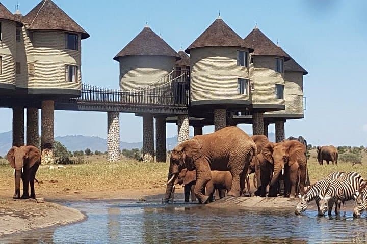 Overnight Safari to Salt Lick Lodge: 2-Day Game Drive from Mombasa photo 1