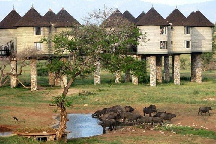 Overnight Safari to Salt Lick Lodge: 2-Day Game Drive from Mombasa photo 3