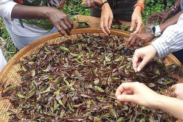 Purple Tea Farm Tour from Nairobi: Hands-On Harvest, Orthodox Tea Workshop & Waterfall Trek photo 2