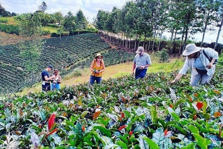 Purple Tea Farm Tour from Nairobi: Hands-On Harvest, Orthodox Tea Workshop & Waterfall Trek
