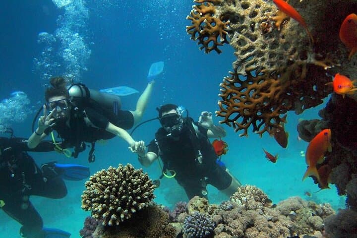 Side Scuba Diving Adventure: Two Dives, BBQ Lunch & Roundtrip Transfer photo 6