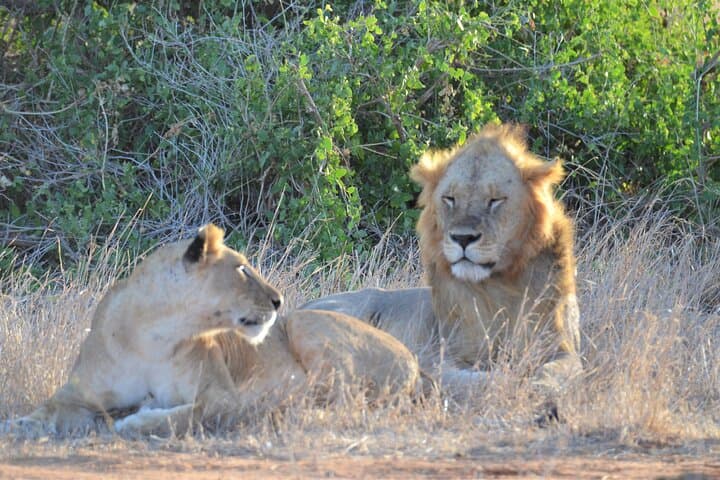 From Red Elephants to Kilimanjaro: 4-Night Safari Through Tsavo & Amboseli