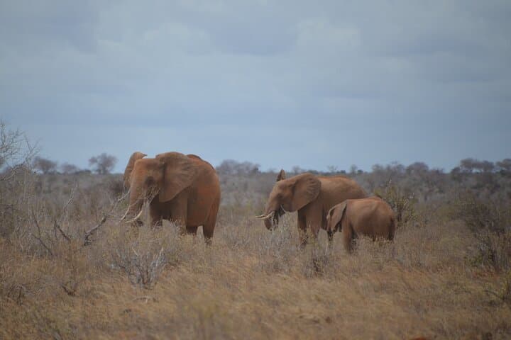 From Red Elephants to Kilimanjaro: 4-Night Safari Through Tsavo & Amboseli photo 3