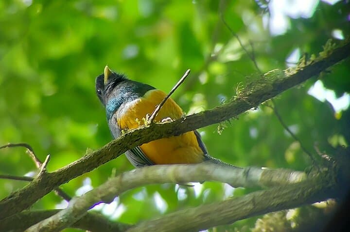 Monteverde Cloud Forest Nature Walk — 2.5‑Hour Guided Reserve Experience photo 6