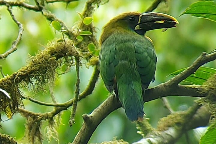 Monteverde Cloud Forest Nature Walk — 2.5‑Hour Guided Reserve Experience photo 3
